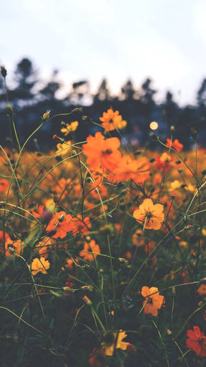 一片橙色波斯菊在溫暖的夕陽光下閃耀，背後是模糊的樹木。 — Tumblr 花朵 壁紙