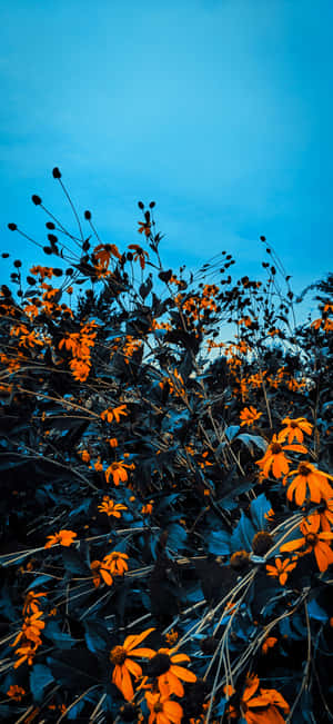 橙色野花映襯著藍色暮色天空 — Pixel 11 Pro 壁紙