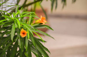 橙色花朵與綠葉，背景模糊的戶外環境。 — 花卉桌面 壁紙