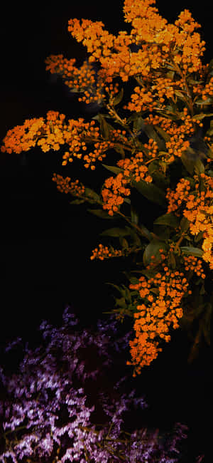 在黑暗的夜間背景下閃耀的橙色和紫色花朵。 — iPhone 16e 壁紙