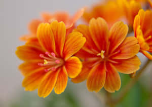 橙色花朵與粉紅色雄蕊的柔和焦點特寫。 — 海洋桌面 壁紙