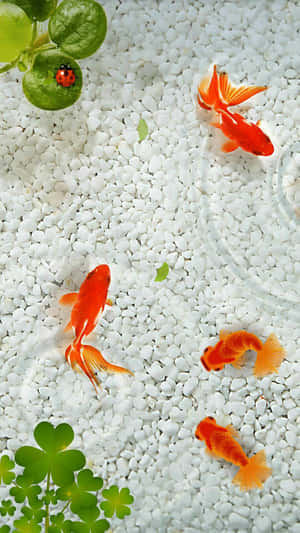 金魚在清澈的水中游過白色礫石，伴有綠色的三葉草和瓢蟲。 — 金魚 壁紙
