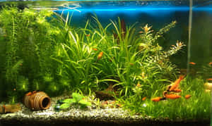 色彩繽紛的魚在裝飾的水族箱中穿過茂密的綠色植物滑行。 — 水族箱 壁紙
