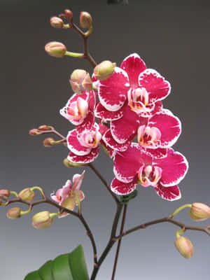 粉紅色和白色蘭花與綠色花蕾和葉子的特寫。 — 粉色花朵 壁紙