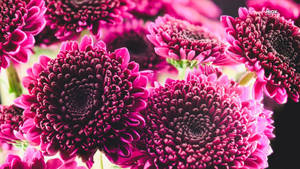 一簇洋紅色菊花，花瓣有紋理，背景柔和。 — 粉色花朵 壁紙
