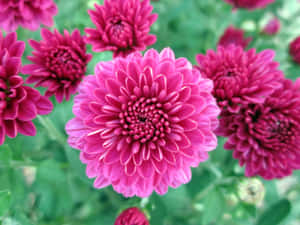 花園中一簇帶有綠葉的洋紅色菊花。 — 菊花 壁紙
