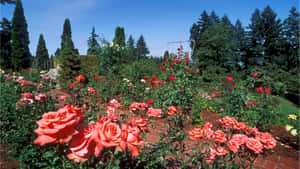 一個充滿盛開珊瑚玫瑰和常綠樹的花園，在藍天下。 — 花園 壁紙