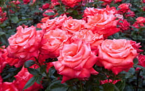 花園中一簇帶有綠葉的珊瑚粉玫瑰。 — Tumblr 花朵 壁紙