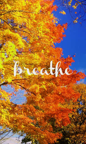 秋天的樹，橙色和黃色的葉子襯著藍天，帶有「breathe」字樣 — Infinix Xpad 20 Pro 壁紙