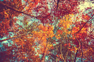 從下方仰望，秋樹帶著火紅的葉子映襯著藍天。 — Tumblr 花朵 壁紙