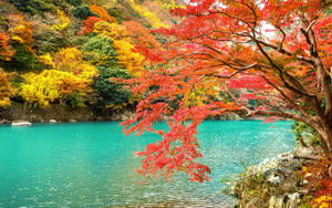 帶有紅色、黃色和綠色葉子的秋樹框住寧靜的碧綠湖泊。 — 京都 壁紙