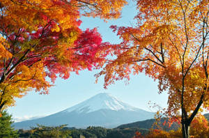 在清澈的藍天下，色彩繽紛的秋樹框住了雪覆蓋的富士山。 — 富士山 壁紙