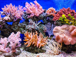 水族箱中色彩繽紛的珊瑚礁，有粉紅色、橙色和紅色的珊瑚。