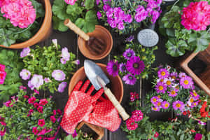 園藝工具和色彩繽紛的花朵排列在木質表面上。 — 花園 壁紙