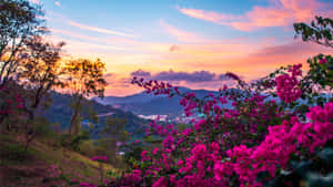 前景的粉紅色九重葛花朵，背景是日落、山丘和遠處城鎮的燈光。 — 高對比 壁紙
