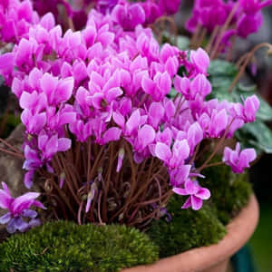 鋪滿苔蘚的赤陶盆中的粉紅色仙客來花。 — 仙客來 壁紙