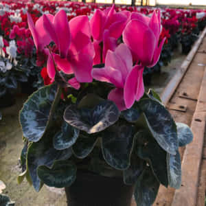 溫室中粉紅色仙客來花朵與銀綠色葉子的特寫。 — 仙客來 壁紙