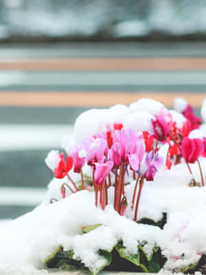 粉紅色仙客來花在窗台的雪下盛開。 — iPad Pro 12.9 壁紙