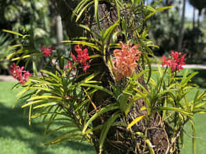在陽光花園的樹幹上生長的蘭花。 — 4:3 壁紙