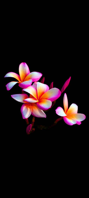 粉紅色和橙色雞蛋花在黑色背景下發光。 — Pixel 11 壁紙