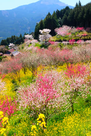 梯田山坡覆蓋著粉紅色櫻花和黃色花朵，背景是森林覆蓋的山脈。 — Huawei MatePad 壁紙