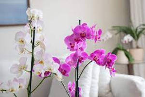 現代客廳中的粉紅色和白色蘭花，配以白色家具。 — 植物美學 壁紙