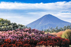 藍天下以富士山為背景盛開的花朵 — 富士山 壁紙