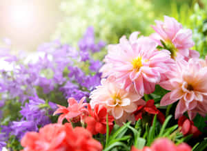 明亮陽光下色彩繽紛的花園花朵特寫。 — 花園 壁紙