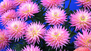 一簇粉紅色大麗花，花心黃色，襯以藍色背景。 — iMac 壁紙
