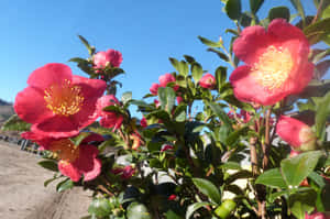 粉紅色山茶花，黃色花心和綠葉，在明亮的陽光下。 — 仙人掌 壁紙