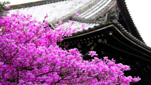 日本寺廟屋頂前的粉紅色杜鵑花。 — 日本櫻花 壁紙