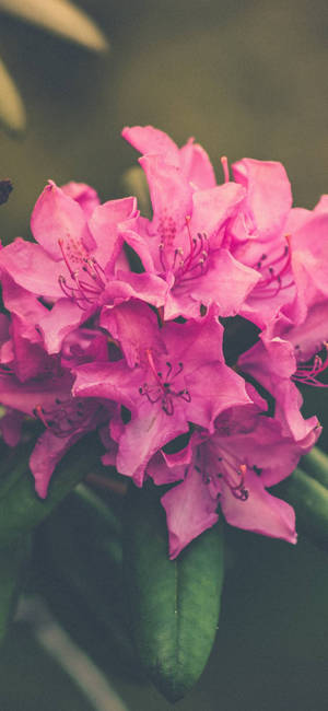 一簇粉紅色杜鵑花，帶有綠色葉子，背景柔和模糊。 — 花朵 壁紙