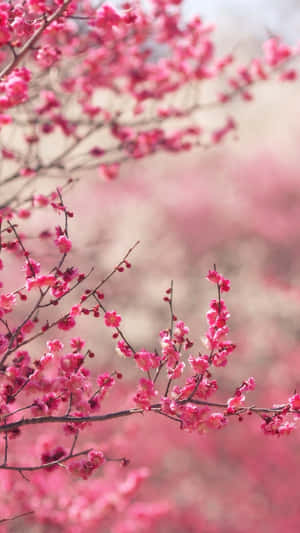 粉紅色櫻花枝條，柔焦背景，背景模糊。 — 粉色花朵 壁紙