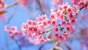 樹枝上的粉紅色櫻花，背景是清澈的藍天。 — 櫻島麻衣 壁紙