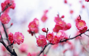 粉紅色櫻花在深色樹枝上綻放，背景柔和模糊。 — 粉色花朵 壁紙