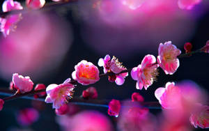 粉紅色櫻花在深色樹枝上綻放，背景柔和模糊。 — 粉色花朵 壁紙