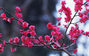 粉紅色櫻花在深色樹枝上綻放，呈現柔和焦點的冬日場景。 — 冬季風景 壁紙
