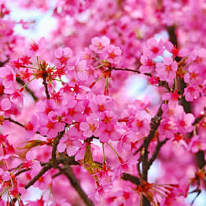 樹枝上粉紅色櫻花的特寫，背景模糊。 — 粉色花朵 壁紙