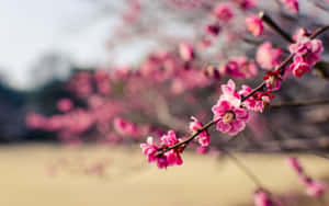 樹枝上的粉紅色櫻花，背景模糊 — 春天花朵 壁紙
