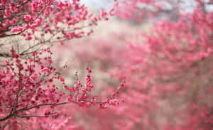 粉紅色櫻花樹枝對焦清晰，背景柔和模糊。 — 日本櫻花 壁紙