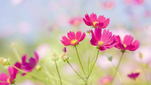 陽光下的田野中粉紅色的波斯菊，背景模糊。 — 粉色花朵 壁紙