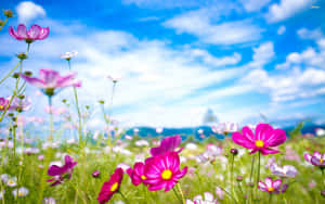 藍天白雲下的粉紅色波斯菊花田。 — 向日葵花田 壁紙