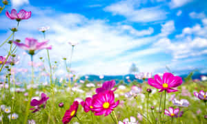 藍天白雲下的粉紅色波斯菊花田。 — 花卉桌面 壁紙