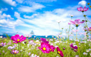 在藍天白雲下的粉紅色波斯菊花田。 — 藍天 壁紙