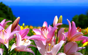 粉紅色百合盛開，背景有海洋和山丘。 — 花園 壁紙