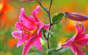 花園中帶有橙色雄蕊和綠葉的粉紅色百合花特寫。 — 花朵 壁紙