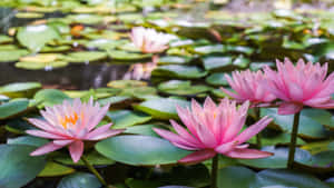 粉紅色睡蓮漂浮在寧靜池塘的綠色睡蓮葉上。 — 蓮花 GIF 壁紙