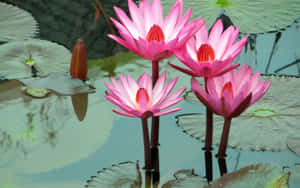 粉紅色睡蓮漂浮在寧靜池塘的睡蓮葉上。 — 花園 壁紙