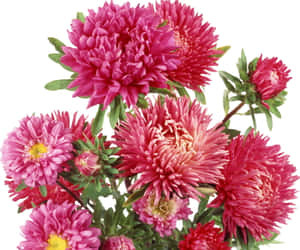 一簇粉紅色紫菀花，帶有黃色花心和綠色葉子。 — 粉色花朵 壁紙