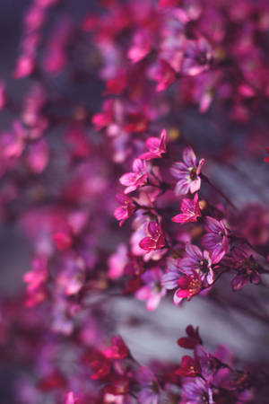 柔焦粉紅花朵，背景模糊 — 粉色花朵 壁紙